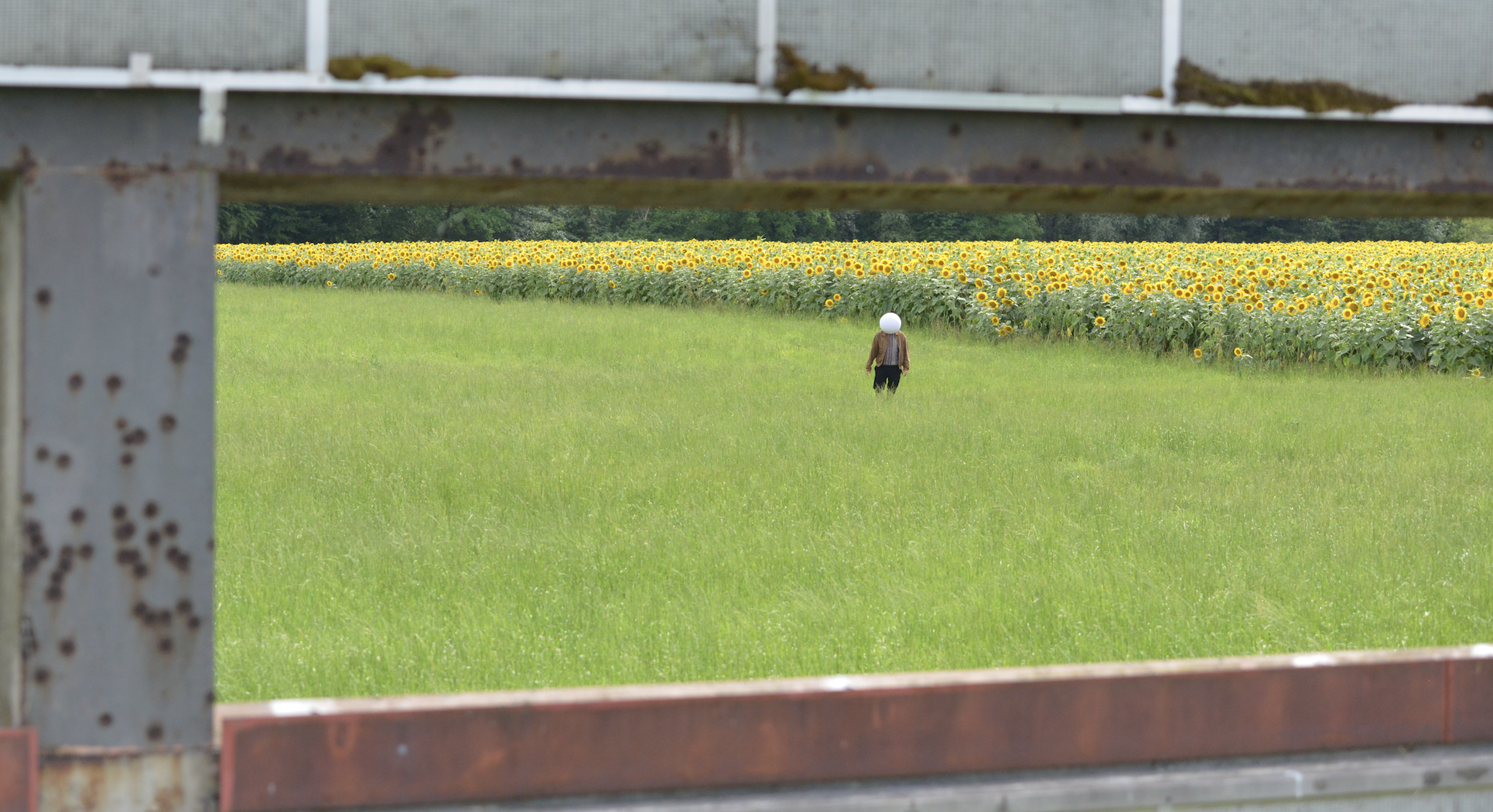 omoon auf einer grünen Wiese vor einem Sonnenblumenfeld, eingerahmt von einer Stahlkonstruktion